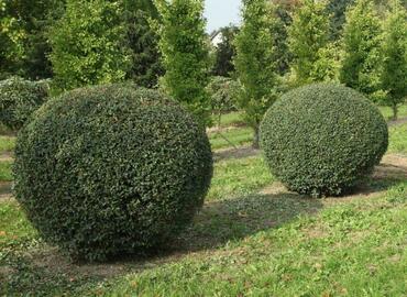 Бирючина обыкновенная (Ligustrum vulgare)