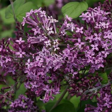 Сирень гибридная повторно цветущая Дарк Пурпл (Syringa 'Dark Purple')