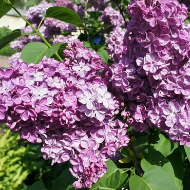Сирень обыкновенная Мирабо (Syringa vulgaris 'Mirabeau')