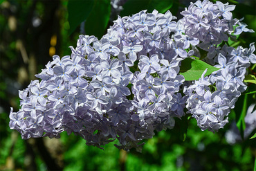 Сирень обыкновенная Мадам Суше (Syringa vulgaris 'Madame Souchet')
