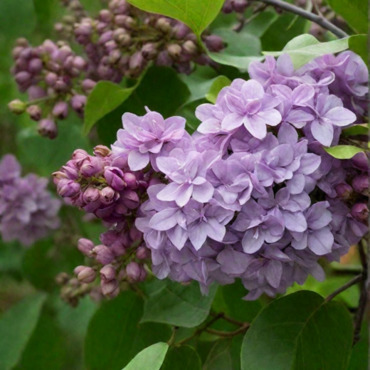 Сирень обыкновенная Маршал Ланн (Syringa vulgaris 'Marshal Lannes')