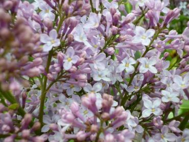 Сирень обыкновенная Маршал Фош (Syringa vulgaris 'Maréchal Foch')