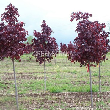 Клен остролистный Кримсон Сентри (Acer platanoides 'Crimson Sentry')
