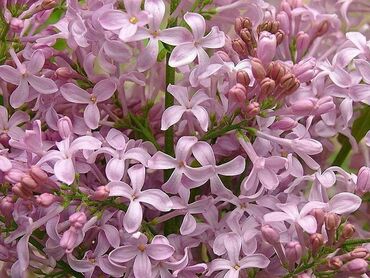 Сирень обыкновенная Калифорния Роуз (Syringa vulgaris 'California Rose')
