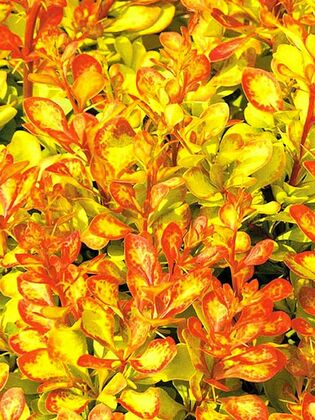 Барбарис Тунберга Диаболикум (Berberis thunbergii 'Diabolicum')