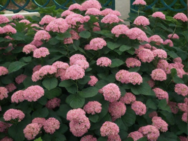 Спирея густоцветковая Денсифлора (Spiraea densiflora 'Densiflora')