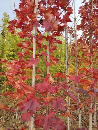 Клен Норвиджиан Сансет (Acer 'Norwegian Sunset')