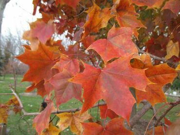 Клен "Пасифик Сансет" (Acer 'Pacific Sunset')