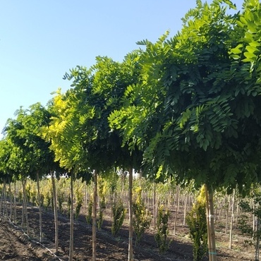 Робиния лжеакация "Нуирсеги" (Robinia ps. 'Nyirsegi')