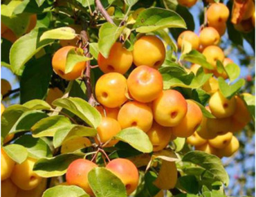 Яблоня "Баттербол" (Malus 'Butterball')