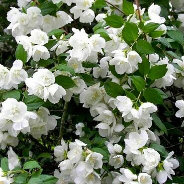 Чубушник венечный Зильберреген (Philadelphus coronarius 'Silberregen')