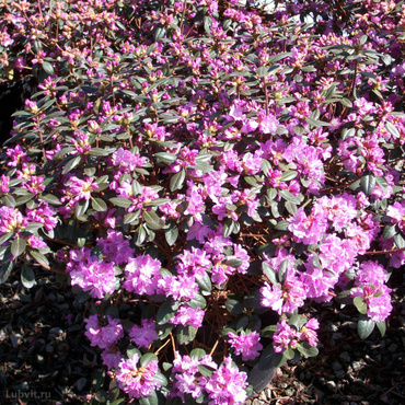 Рододендрон гибридный П.Дж.М. Элит (Rhododendron 'P.J.M. Elite')