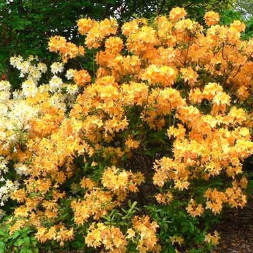 Рододендрон жёлтый (Rhododendron luteum)