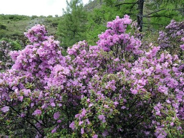 Рододендрон Ледебура