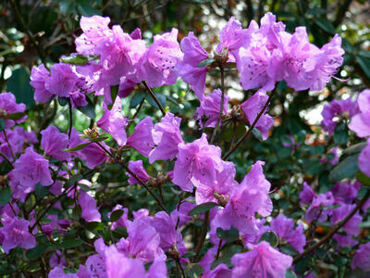 Рододендрон остроконечный (Rhododendron mucronulatum)