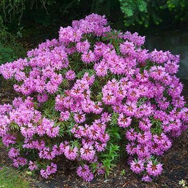 Рододендрон понтийский