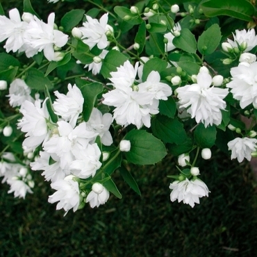 Чубушник венечный Сноу Гус (Philadelphus coronarius 'Snow Goose')