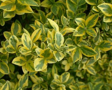 Бирючина овальнолистная Ауреум (Ligustrum ovalifolium 'Aureum')