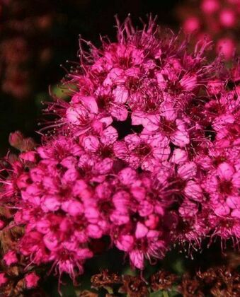 Спирея японская Сафо (Spiraea japonica 'Sapho')