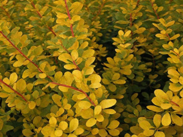 Барбарис Тунберга Санни (Berberis thunbergii 'Sunny')