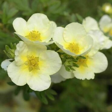 Лапчатка Лаймлайт (Potentilla fruticosa 'Limelight')