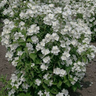 Чубушник крупноцветковый (Philadelphus grandiflorus)
