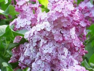 Сирень обыкновенная Гортензия (Syringa vulgaris 'Gortenziya')