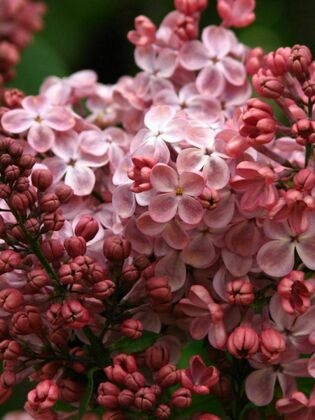 Сирень обыкновенная Мулатка (Syringa vulgaris 'Mulatka')