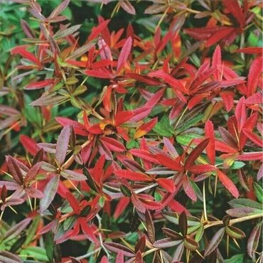 Барбарис Юлиана (Berberis julianae)