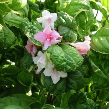 Вейгела цветущая "Карикатура"