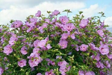 Гибискус сирийский Лавендер Шифон (Hibiscus syriacus 'Lavender Chiffon')