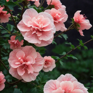Гибискус сирийский Пинк Шифон (Hibiscus syriacus 'Pink Chiffon')