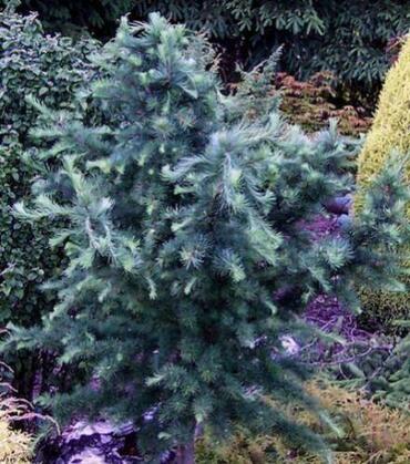Лиственница японская Блю Рэббит (Larix kaempferi 'Blue Rabbit')