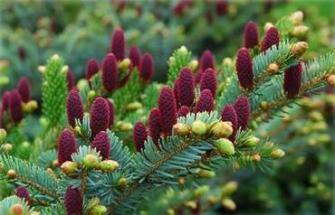 Ель аянская (Picea jezoensis)