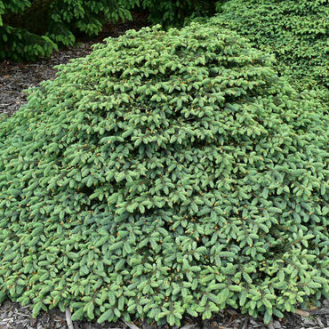 Ель колючая Нидиформис Калоус (Picea pungens 'Nidiformis Kalous')