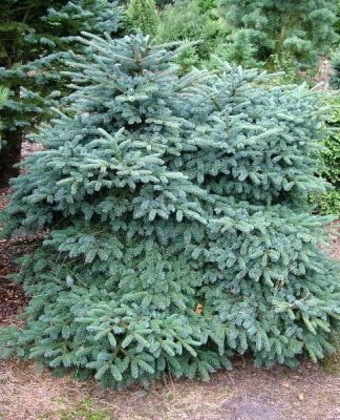 Ель мариорика Махала (Picea × mariorika 'Machala')