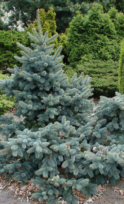 Ель Мейера (Picea meyeri)