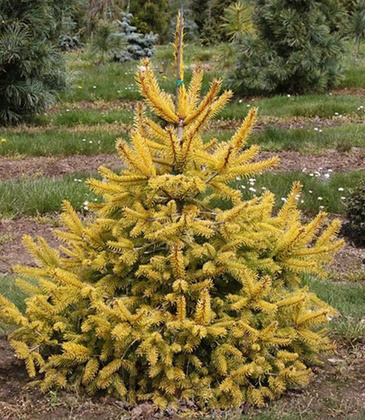 Ель обыкновенная Ауреа (Picea abies 'Aurea')