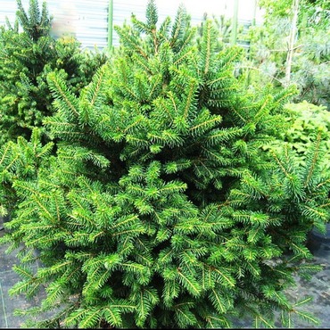 Ель обыкновенная Даблице (Picea abies 'Ďáblice')