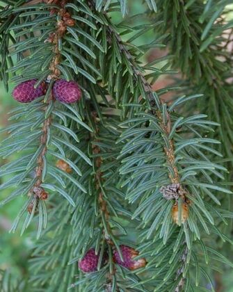 Ель шероховатая (Picea asperata)