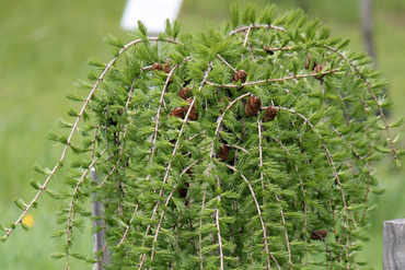 Лиственница японская Минор (Larix kaempferi 'Minor')