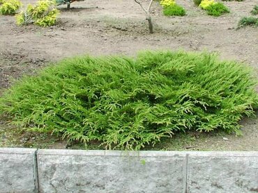 Микробиота перекрёстнопарная 'Lucas'