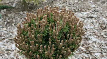 Сосна горная 'Kostelnicek'