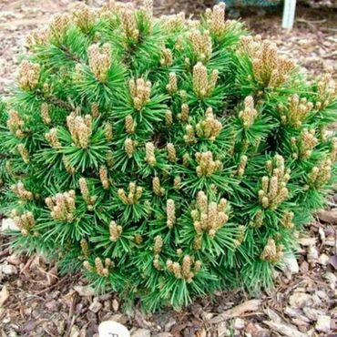 Сосна горная Литтл Леди (Pinus mugo 'Little Lady')