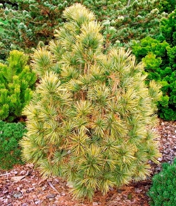 Сосна кедровая европейская Ауреа (Pinus cembra 'Aurea')