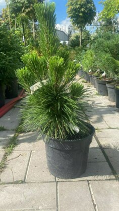 Сосна черная 'Corsica'