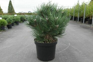 Сосна черная Нана Вюрстле (Pinus nigra 'Nana Wurstle')