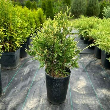 Туя западная Альбоспиката (Thuja occidentalis 'Albospicata')