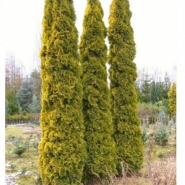 Туя западная Малоняна Ауреа (Thuja occidentalis 'Malonyana Aurea')