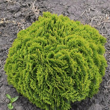 Туя западная 'Recurva Nana'